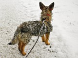 Mischlingshunde-Keiner-Terrier-Mix-(w,14-mt)-in-Langenthal-sucht-W