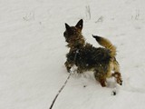 Mischlingshunde-Keiner-Terrier-Mix-(w,14-mt)-in-Langenthal-sucht-Wohnung