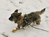 Mischlingshunde-Keiner-Terrier-Mix-(w,14-mt)-in-Langenthal-sucht-Womo